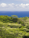 Tropical Vegetation Along the Road to Hana  Maui  Hawaii  USA