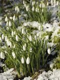 Snowdrops (Galanthus Nivalis) in Winter Snow