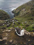 Black-Browed Albatross Nesting Colony (Thalassarche Melanophrys)  Falkland Islands