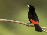 Passerini's Tanager (Ramphocelus Passerinii)  Costa Rica