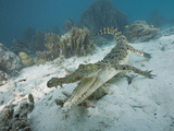 Saltwater Crocodile Swimming Near a Coral Reef (Crocodylus Porosus)  Micronesia  Palau