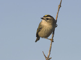 Golden Crowned Kinglet  Costa Rica