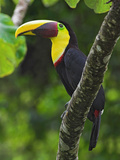 Chestnut-Mandibled Toucan  Costa Rica