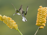 Coppery-Headed Emerald Hummingbirds (Elvircupreiceps) Fighting at Flowers of a Rattlesnake Plant
