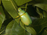 Jewel Beetle (Chrysina Woodi)  Texas  USA