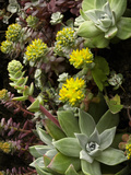 Broadleaf Stonecrop (Sedum  Spathulifolium) Growing on Coastal Cliffs  California  USA