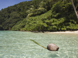 Coconut Floating in Lagoon  Micronesia  Palau