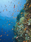 Lyre-Tail Anthias (Pseudanthias Squamipinnis) Swimming Among the Daedalus Reef  Red Sea  Egypt