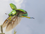 Jewel Beetle in Flight (Chrysina Woodi)  Texas  USA