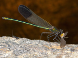 Male River Jewelwing Damselfly with Prey (Calopteryx Aequabilis)
