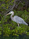 Great Blue Heron (Ardea Herodias)  Isabela Island  Galapagos Islands