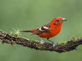 Male Flame-Colored Tanager on a Cloud Forest Branch (Piranga Bidentata)  Costa Rica