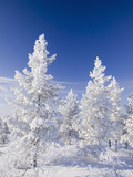 Snow Covered Trees in Urho Kehkkosen National Park in Northern Finland