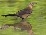 Grackle  Costa Rica