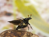 Burying  Sexton  or Carrion Beetle in Flight (Nicrophorus Orbicollis)  Texas  USA
