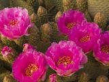 Beavertail Cactus Flowers (Opuntia Basilaris)  Mojave Desert  Joshua Tree National Park  California