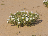 Dune Evening Primrose (Oenothera Deltoides)  Joshua Tree National Park  California  Mojave Desert