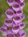 Foxglove Flowers (Digitalis Purpurea)