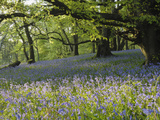 Meadow of Bluebell Flowers (Endymion Non-Scriptus) on the Forest Floor under Beech Trees