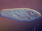 Living Paramecium Caudatum Ciliate Protozoan with Contractile Vacuoles  DIC  LM 1000