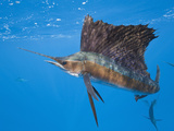 Atlantic Sailfish (Istiophorus Albicans)  Isla Mujeres  Yucatan Peninsula  Caribbean Sea  Mexico
