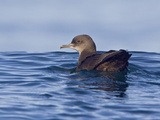 Sooty Shearwater (Puffinus Griseus) Swimming on the Ocean Near Victoria  British Columbia  Canada
