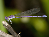 Male Violet Dancer Damselfly (Argia Fumipennis Violacea)  Maine  USA