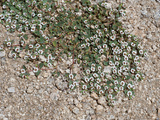 Rattlesnake Weed (Euphorbia Albomarginata)  Joshua Tree National Park  California  Mojave Desert