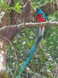 Resplendent Quetzal  Costa Rica