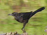 Grackle  Costa Rica