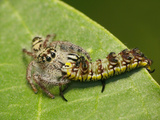 Jumping Spider with Prey