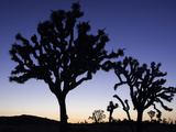 Joshua Trees Silhouetted at Dusk in Joshua Tree National Park  California  USA