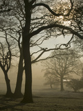 Autumn Mist