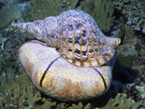 Triton Trumpet Eating a Sea Star  Fiji