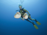 Diver and Two Chambered Nautilus (Nautilus Belauensis)  Micronesia  Palau