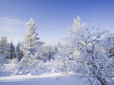 Snow Covered Forest in Urho Kehkkosen National Park in Northern Finland