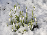 Snowdrops (Galanthus Nivalis) in Winter Snow