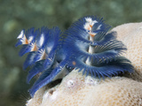 Christmas Tree Worms (Spirobranchus Giganteus) Lembeh Straits  Indonesia