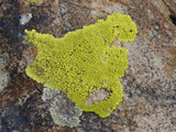 Yellow Rock Lichen  White Mountains  California  USA