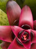 Bromeliad Holding Water  Costa Rica