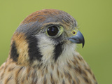 American Kestrel (Falco Sparverius) Head  Ontario  Canada