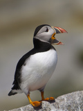 Atlantic Puffin (Fratercula Arctica)  Maine  USA