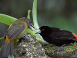 Scarlet-Rumped Tanager (Ramphocelus Passerinii) Male and Female