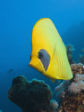 Masked Butterflyfish  Chaetodon Semilarvatus  Elphinestone Reef  Red Sea  Egypt