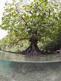 Split Image of a Large Mangrove and its Extensive Underwater Root System  Risong Bay