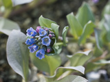 Oysterleaf (Mertensia Maritima)  Glacier Bay National Park  Alaska  USA