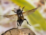 Burying  Sexton  or Carrion Beetle in Flight (Nicrophorus Orbicollis)  Texas  USA