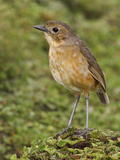 Tawny Antpitta (Grallaria Quitensis) Perched on Paramo Vegetation in the Highlands of Ecuador
