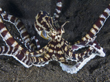 Mimic Octopus (Thaumoctopus Mimicus) a Species of Long Armed Octopus
