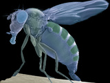 Fruit Fly  SEM